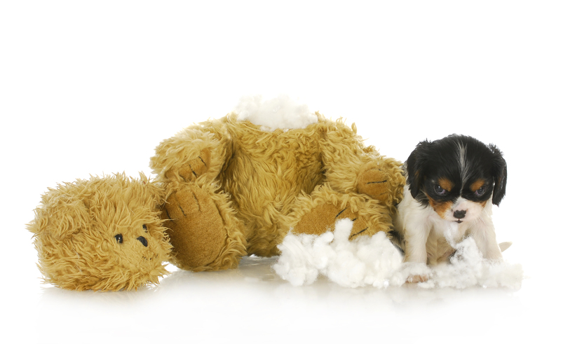 A small black, white, and tan puppy with floppy ears and a curious expression sits on a white surface surrounded by fluffy, torn pieces of white stuffing or cotton. To the puppy's left, there...
<br/>
<a class=